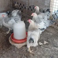 نیمچه برهما