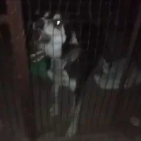 سگ نر پژدر سنی نداره نسبتاً تولس مناسب همه موارد