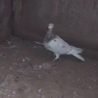 پلاکی|پرنده|گناباد, |دیوار