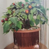 درختچه مصنوعی گیلاس مجلسی