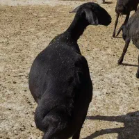 گوسفند گشتاری زنده