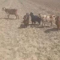 بزوچپش