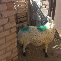 بره نر