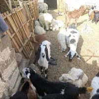 بزرگترین مرکز فروش گوسفند تفتان