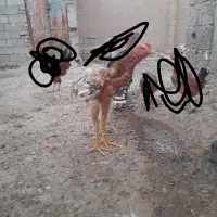 خروس