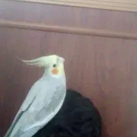 عروس هلندی ماده میخرم