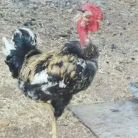 خروس گردن لخت جوان زینتی