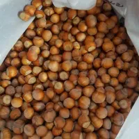 فندوق تازه