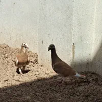 جفت کبوتر شهرستانی