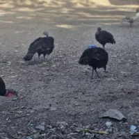 بوقلمون محلی