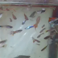 ماهی‌گلدفیش‌