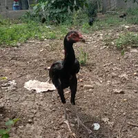 جوجه لاری