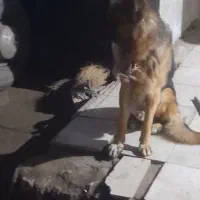 سگ ژرمن|سگ|سبزوار, قائم|دیوار