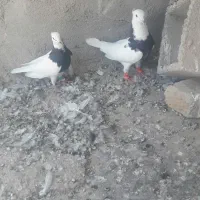 کبوتر