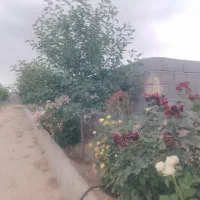 800 متر