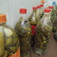 خیارشور تازه ترد رسیده