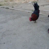 خروس لری اصیل