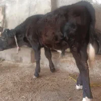 گوساله نر