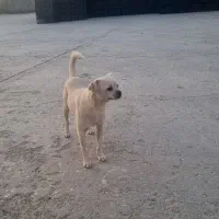 واگذاری توله ۱۴ ماهه