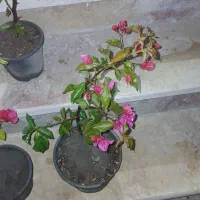 گل کاغذی