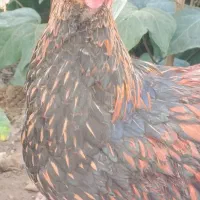 خروس ویاندوت