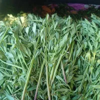 کرفس کوهی تر و تازه با ساقه