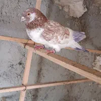 کبوتر پرشی غریب گیری