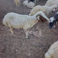 گوسفند
