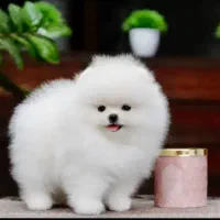 توله پامرانین پامر خرسی ، عروسکی سایز تیکاپ