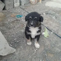 حیوانات خانگی