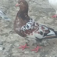 کبوتر کله ای، برنجی، دورگ اصل