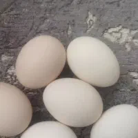 تخم مرغ گلین