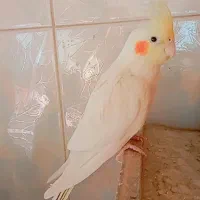 فروش عروس هلندی