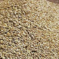 ذرت و جو دامی کیلو ۵۵ تومن