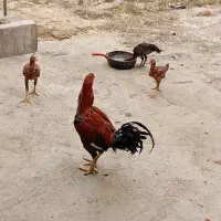 خروس لاری