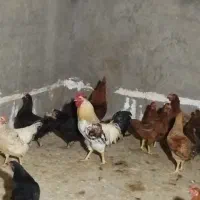 مرغ تخمگذار 780