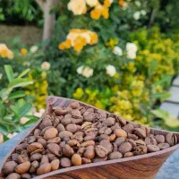 فروش دانه قهوه ربوستا و عربیکا، انواع میکس ها