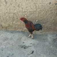 خروس لاری