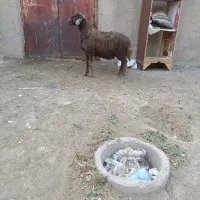 همو