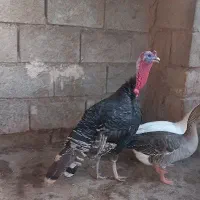 یک جفت بوقلمون