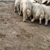 بره دوبری