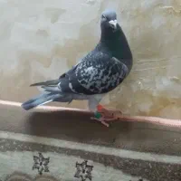 کفتر