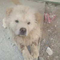 واگذاری رایگان چاوچاو