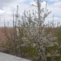 معاوضه خانه دو طبقه زردین  با خانه یزد یا مهریز