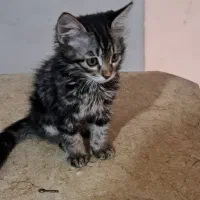 دو عدد گربه نر وماده