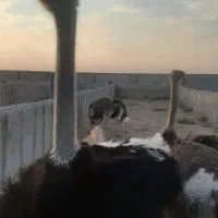 سرمایه گذاری در پرورش شترمرغ|حیوانات مزرعه|شریف‌آباد, |دیوار