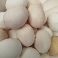 تخم مرغ زیر مرغی