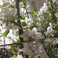 باغ سرسبز در علویجه