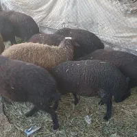 بره