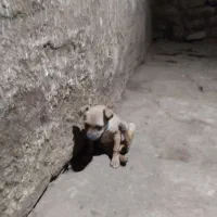 سگ پاکوتاه واگزار